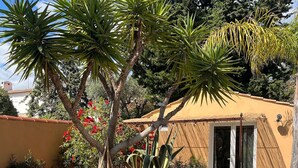 A garden with a thatched-roof structure, a pathway, and various plants.