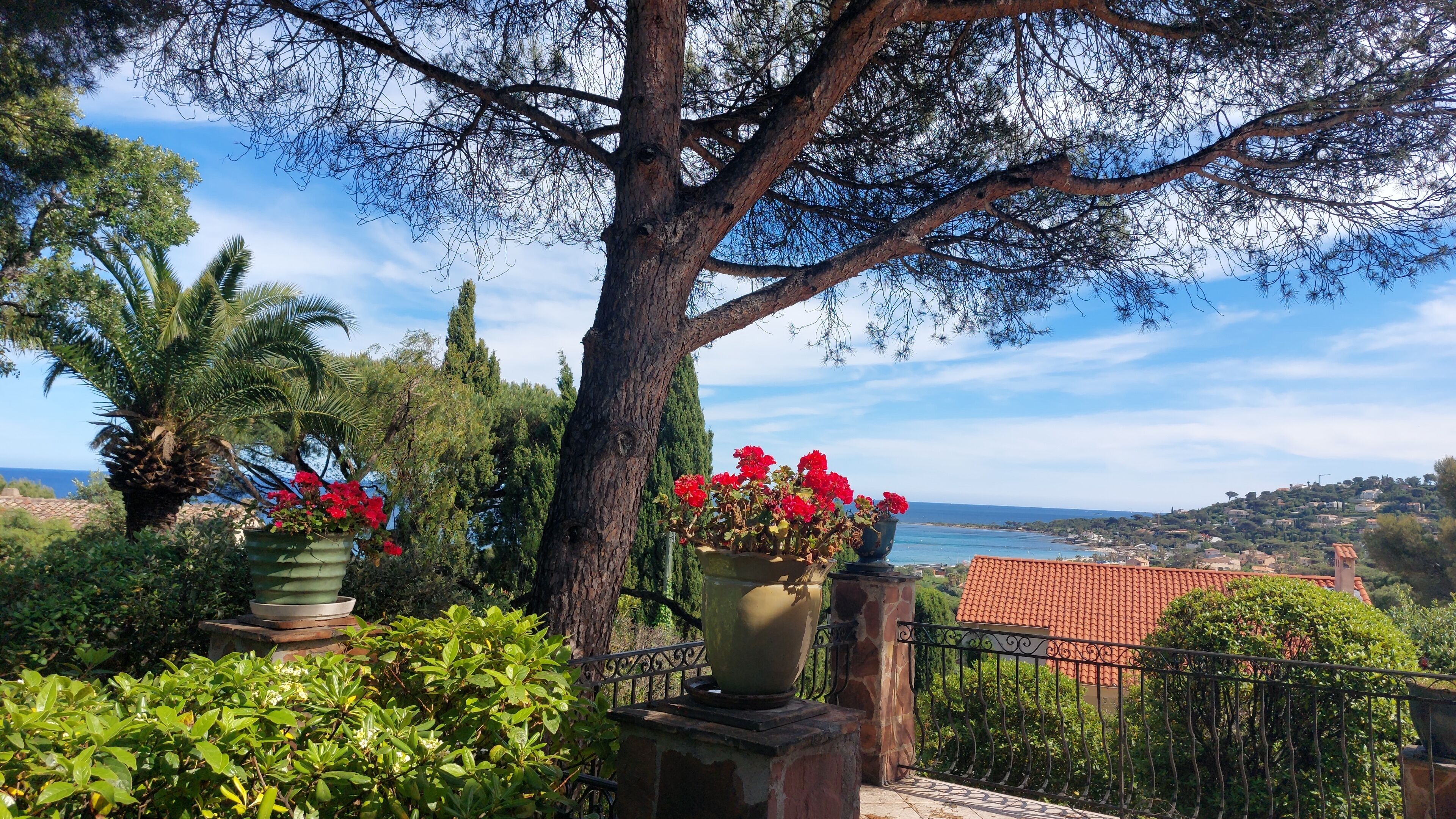 Un jardin avec un grand arbre, des plantes en pot et une vue sur la mer.