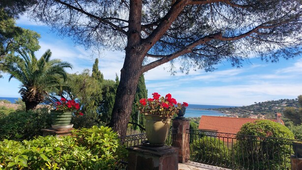 Un jardín con un árbol grande, plantas en macetas y vista al mar.