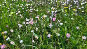 En blomstereng med en bygning i baggrunden.