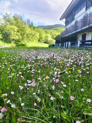Un campo de flores silvestres con un edificio al fondo.