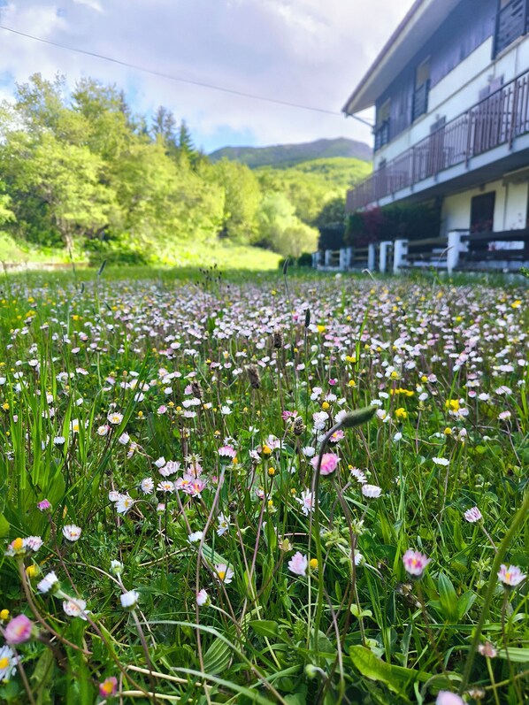 Un champ de fleurs sauvages avec un bĂątiment en arriĂšre-plan.