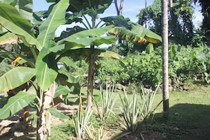 A garden with banana trees and other tropical plants. - West Breeze (Port Antonio)