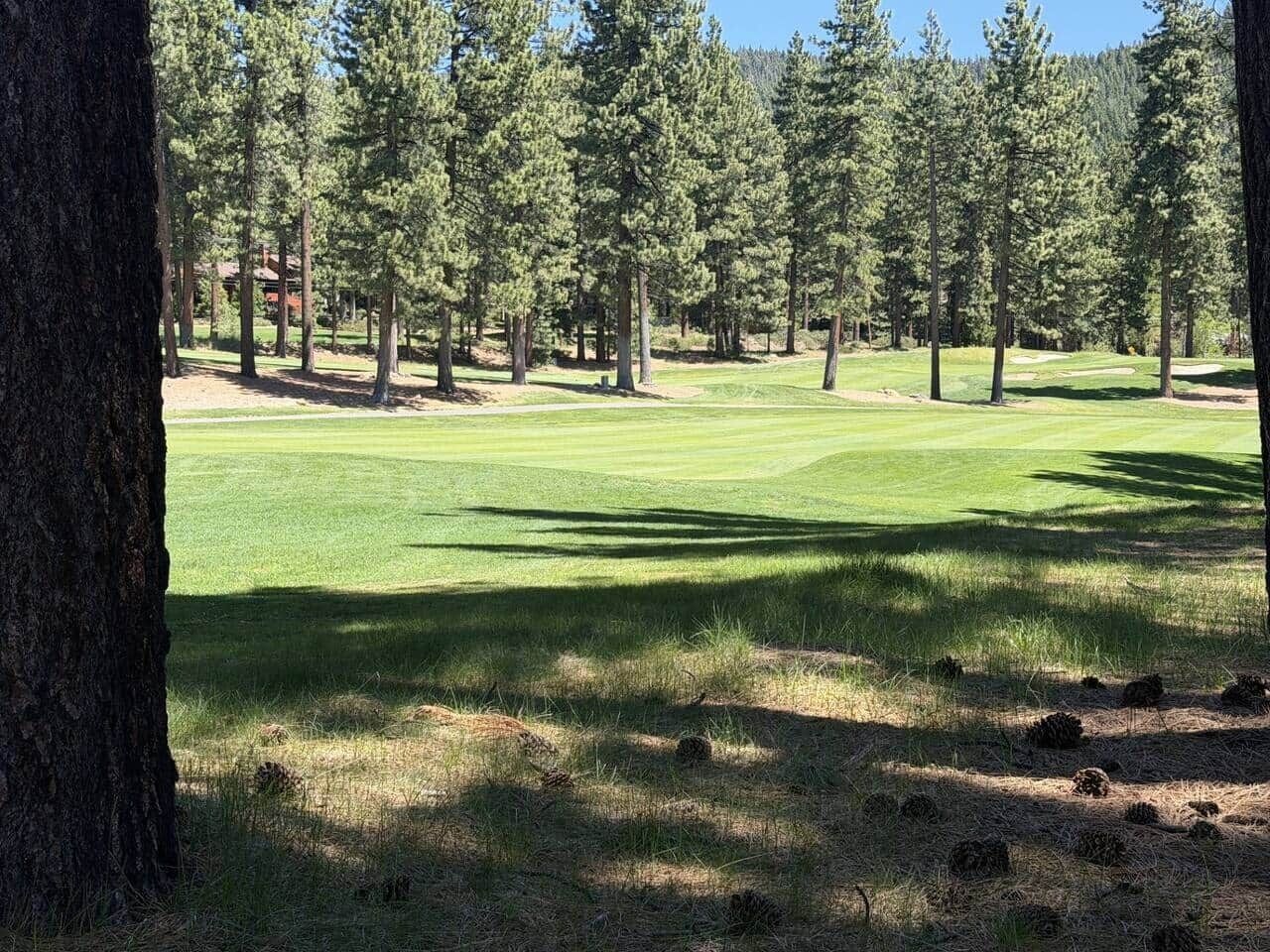Um campo de golfe com um caminho bem definido, rodeado por altas árvores de pinheiro.