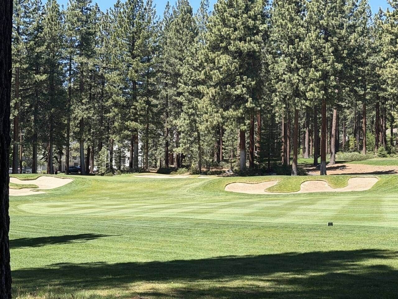 A golf course with sand bunkers and tall pine trees.