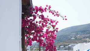 En smal gata med parkerade bilar, vita byggnader och rosa bougainvilleablommor.