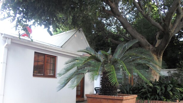 Un edificio blanco con una ventana, una puerta, una palmera en maceta y un muro de ladrillo.