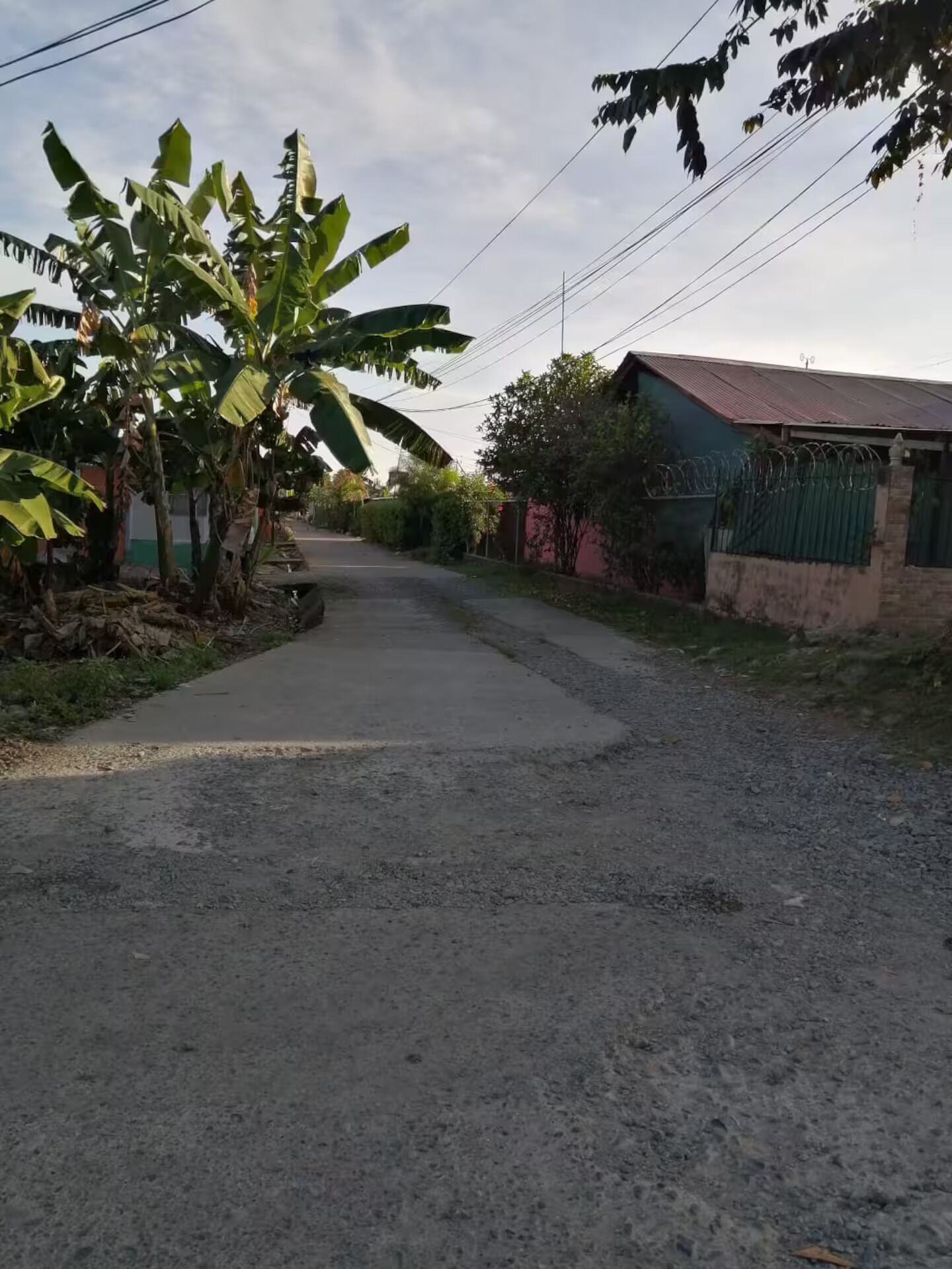Una calle residencial tranquila con una casa a la derecha, una palmera de plátano a la izquierda y un cielo despejado.