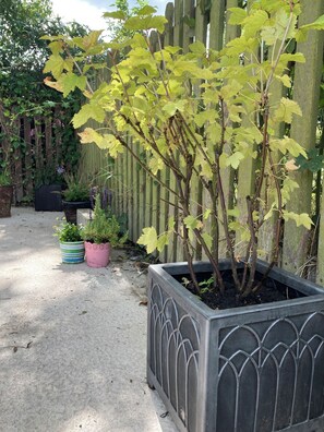 Un jardín con una jardinera metálica que contiene una planta de hojas verdes y una valla de madera al fondo.