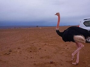 Un avestruz caminando sobre un paisaje árido con un coche al fondo.