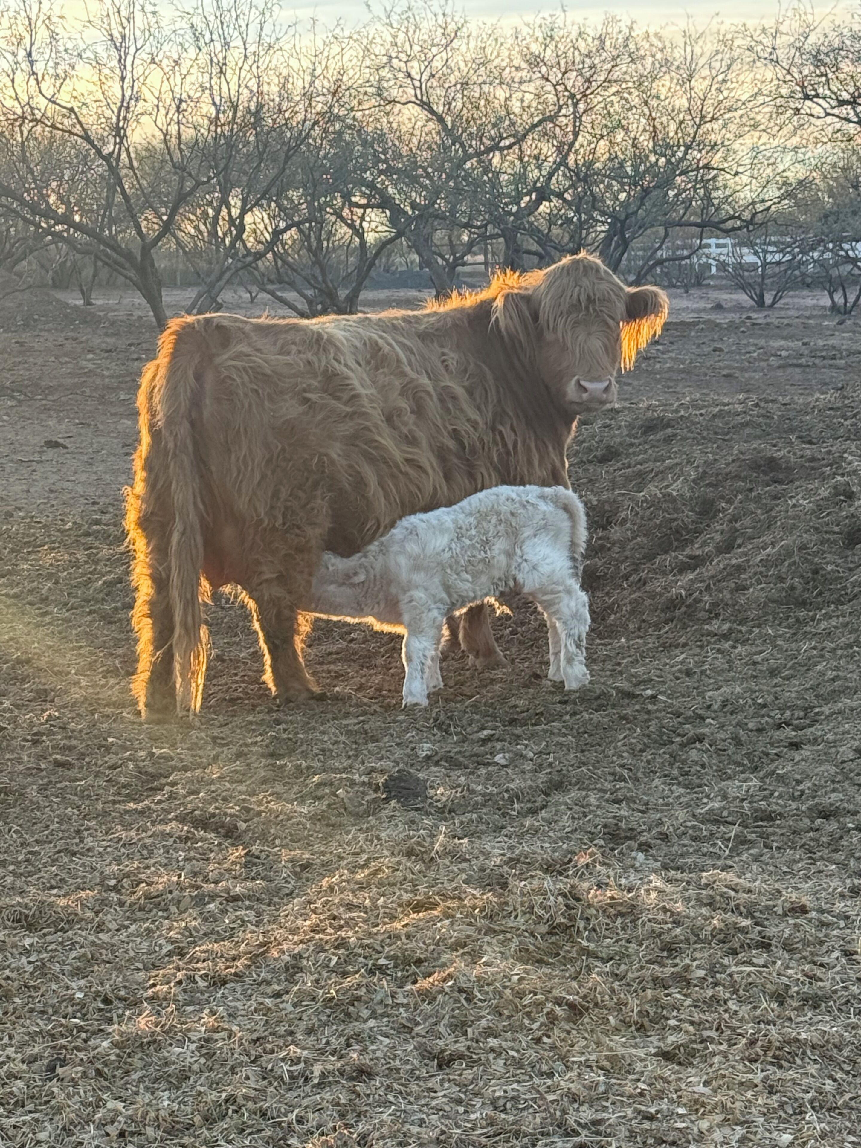 A cow with a calf in a dry, open field with sparse trees in the background.