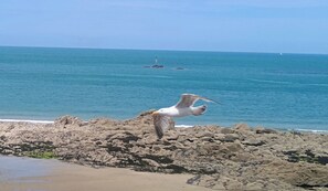 Una costa rocosa con un ave volando, un mar azul cristalino y un velero a lo lejos.