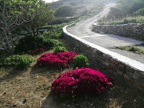 A rural road with a stone wall and vibrant pink flowers.