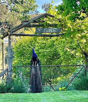 A peacock standing on a wire mesh enclosure with a wooden sign above it.