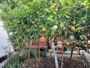A garden with a lemon tree, wooden fence, and various plants.