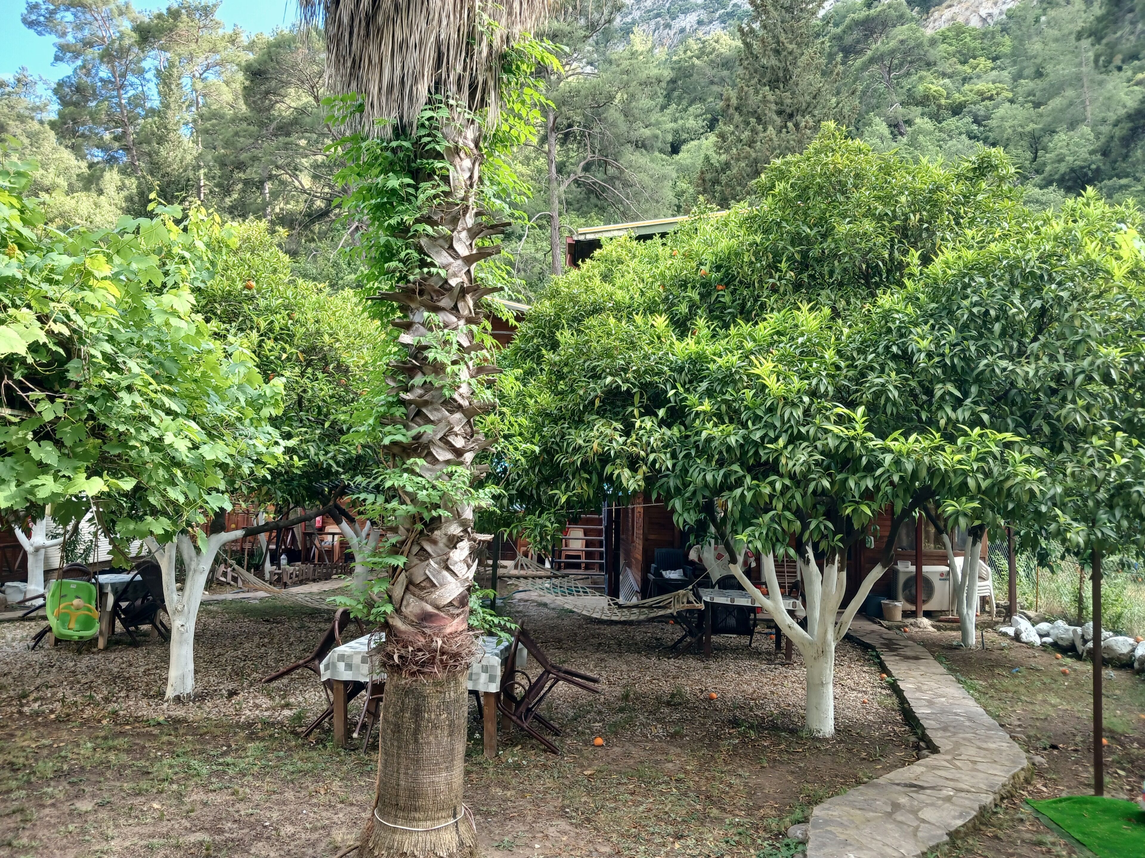 A garden with trees, a hammock, and outdoor furniture.