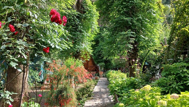 Un sendero de piedra atraviesa un jardín exuberante, con diversas plantas y flores.