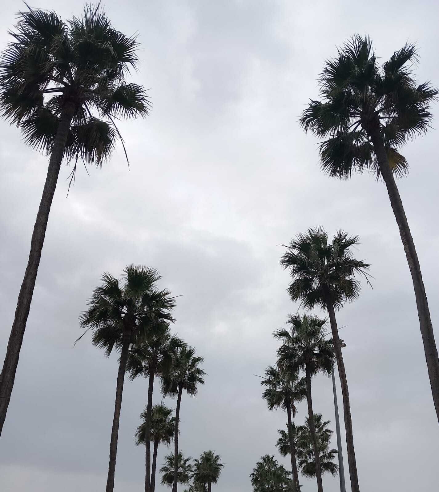 Tall palm trees against a cloudy sky.