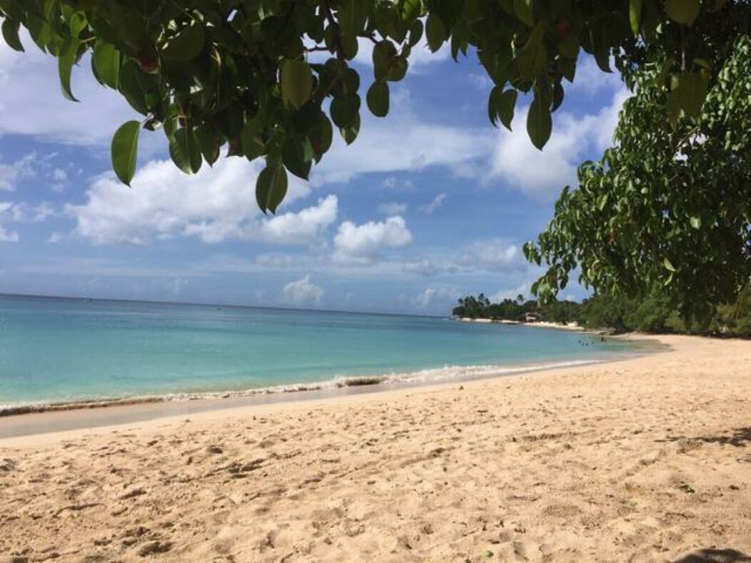 A beach with clear turquoise water, sandy shore, and green foliage overhead.