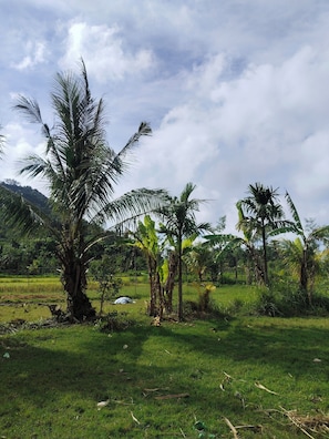 A rural landscape with palm trees, a field, and a mountain in the background. - HomeBase Areguling (Kuta)
