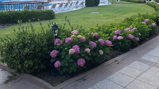 A pool area with lounge chairs and umbrellas, surrounded by a well-maintained garden with hydrangeas. - Elegant Pool View 2 bedroom Apartment in Green Life Resort, Sozopol (Sozopol)