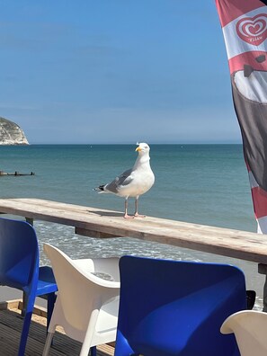 Una gaviota en un muelle de madera con sillas y una bandera al fondo.