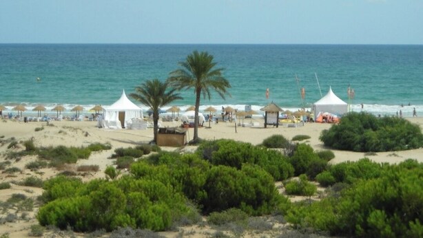 A beach with tents, umbrellas, and palm trees. - ☀️🏖️ A DREAM VACATION AT PLAYA EL CARABASSÍ (ALICANTE)☀️🏖️ (Gran Alacant)