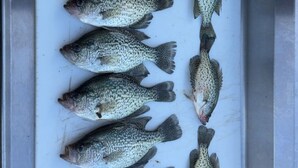 Uma fileira de peixes sobre uma superfície branca.