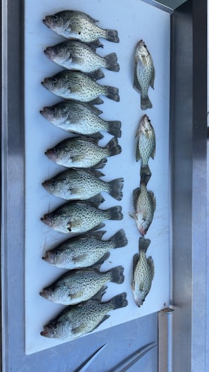 A row of fish on a white surface. - LAKE NORFORK cottages at a FANTASTIC FISHING resort,1-2bedrooms,electric trolley (Gamaliel)