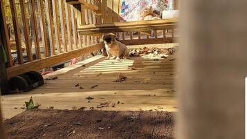 A dog sitting on a wooden deck with a quilted bench and a teddy bear in the background.