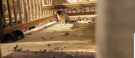 En hund som sitter på ett trädäck med en vadderad bänk och en nallebjörn i bakgrunden.