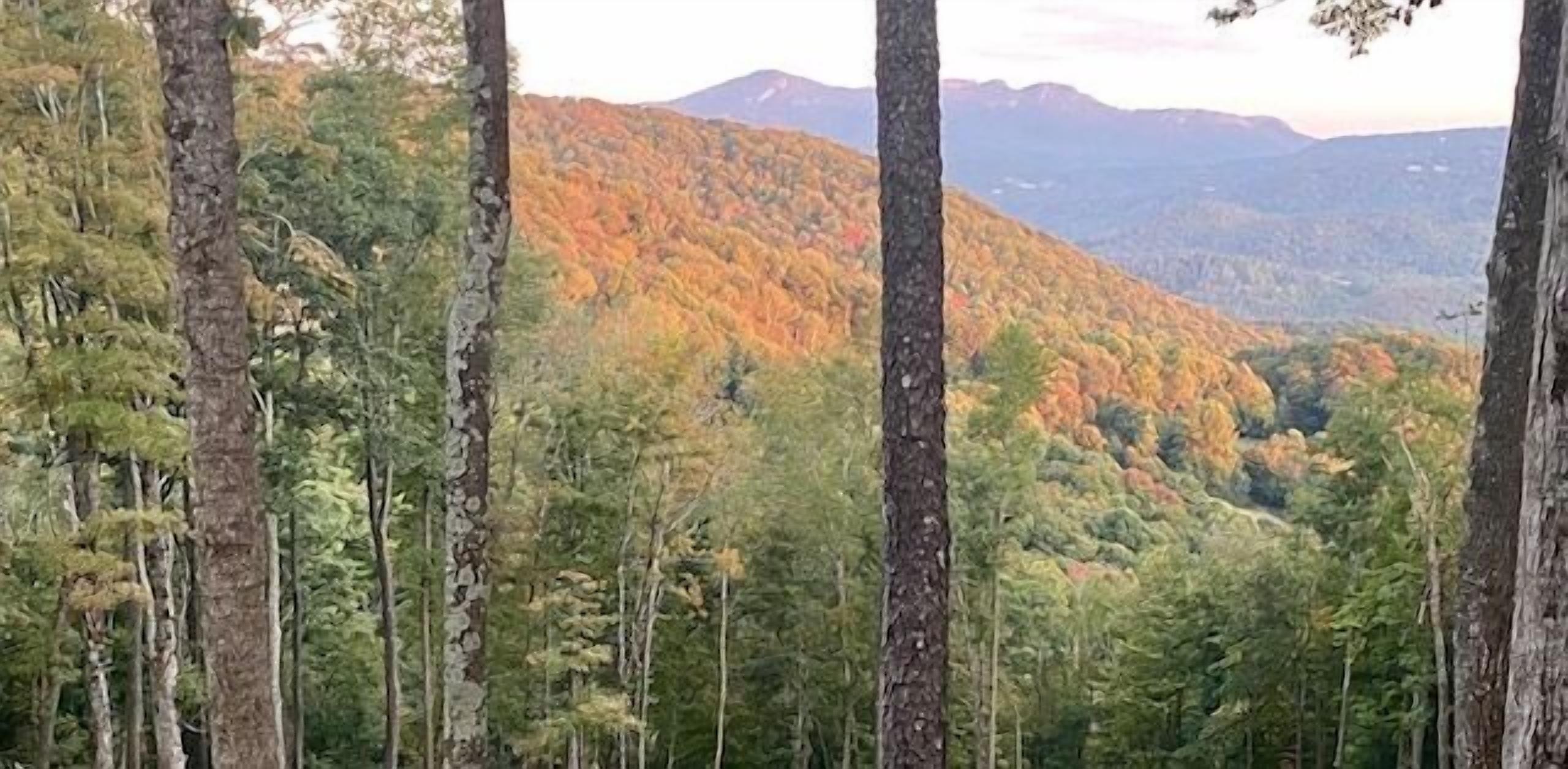 A forested mountain landscape with tall trees and a view of distant mountains.