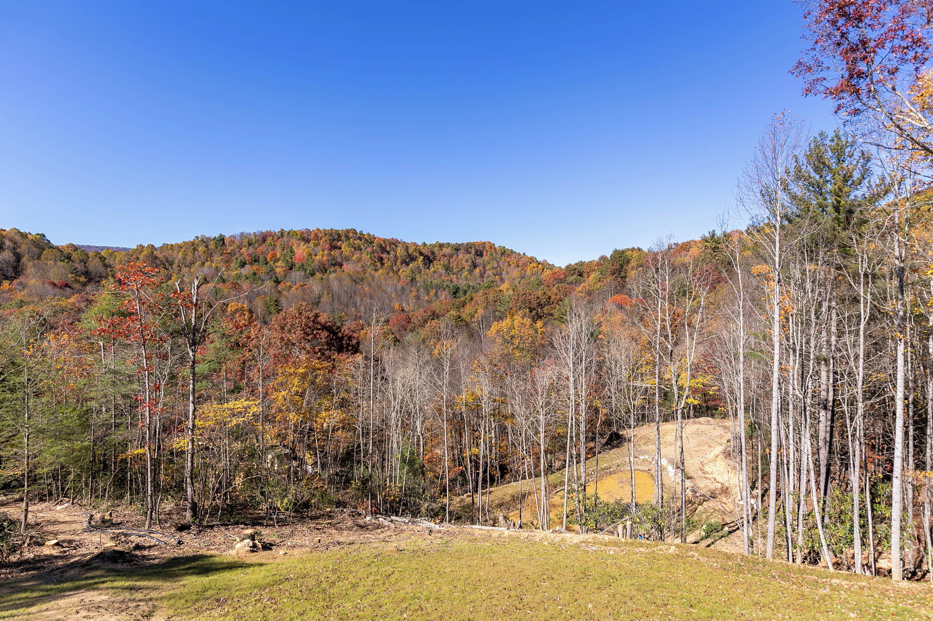 A forested hillside with a clear sky.