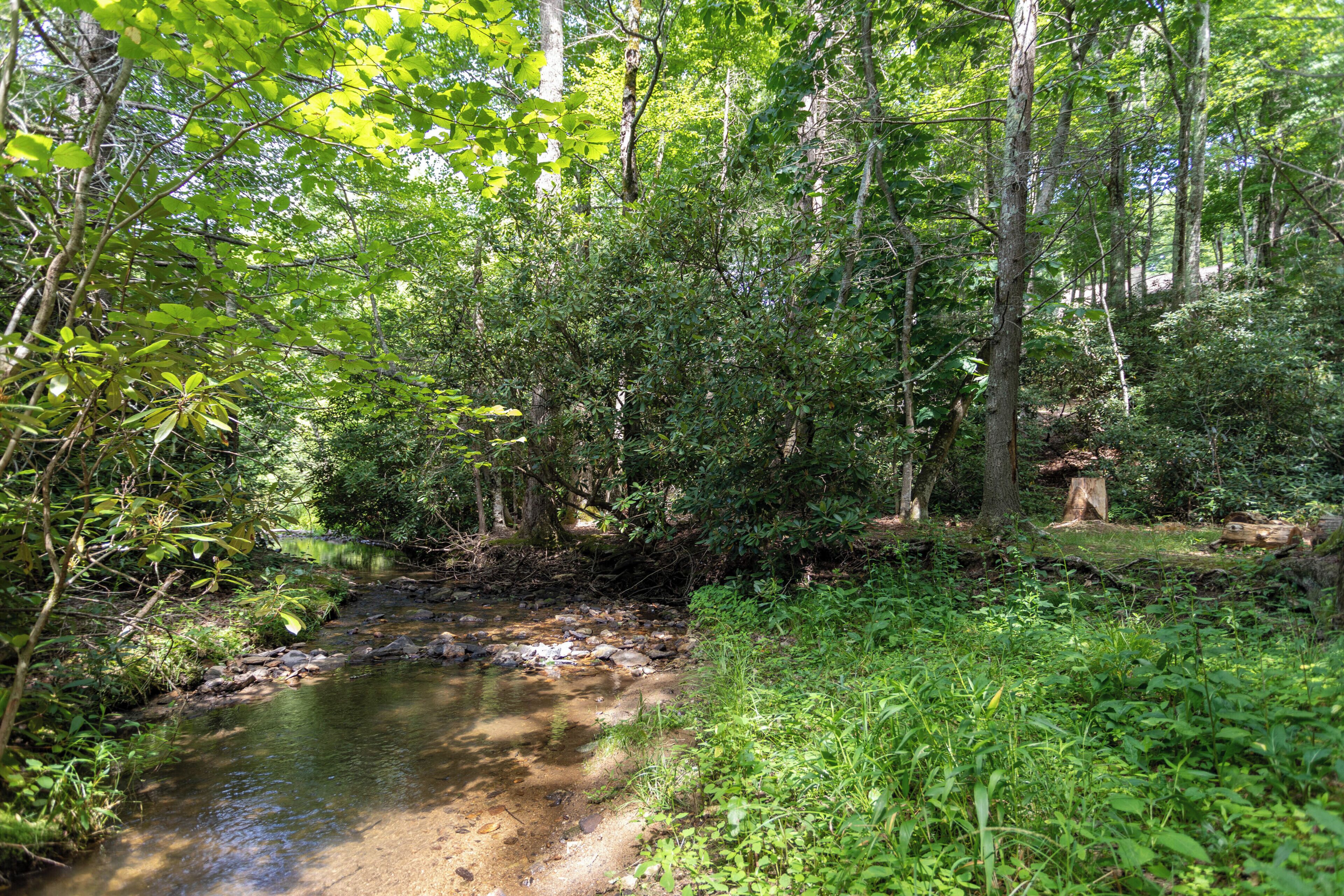 A forested area with a stream, dense greenery, and trees.