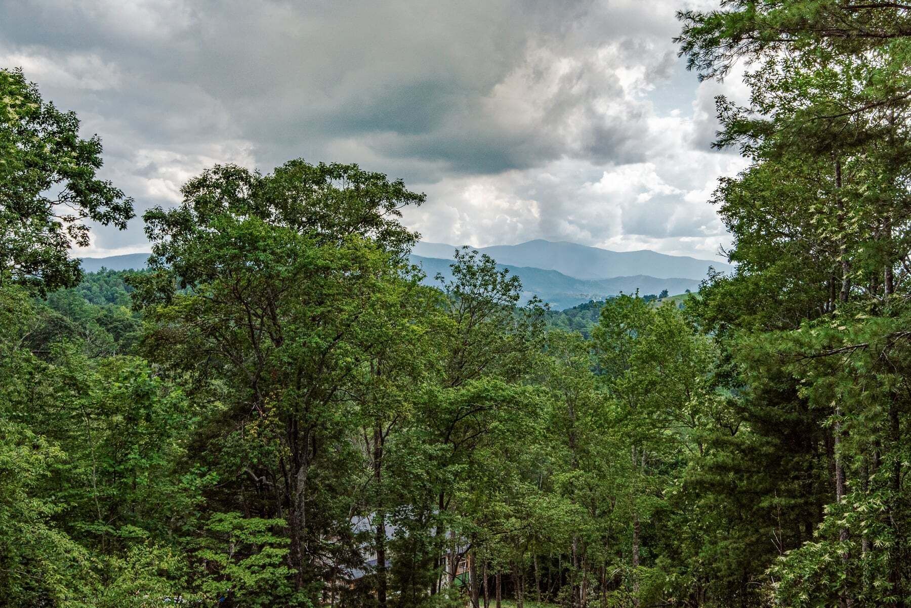A dense forest with a mountain range in the background.