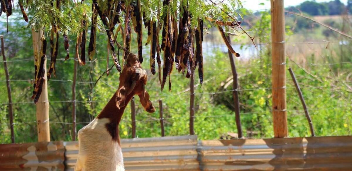 A horse in a stable with hanging feed.