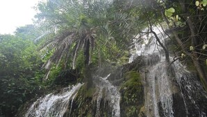 A waterfall surrounded by dense foliage. - Weekend Getaway Camps (Tapovan)