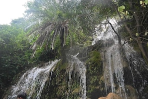 A waterfall surrounded by dense foliage.