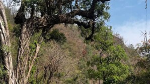 A natural pool surrounded by trees, with people swimming and relaxing. - Weekend Getaway Camps (Tapovan)