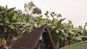 A wooden staircase leading to a deck with a metal roof, surrounded by lush greenery and banana plants.