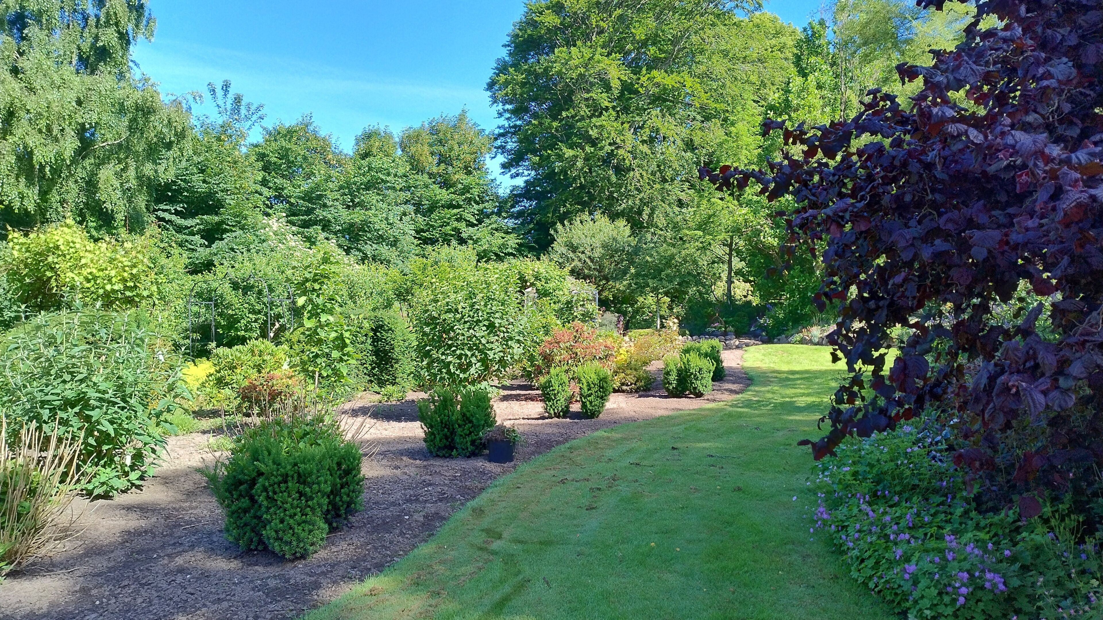 Un jardin avec différentes sortes de plantes et un ciel dégagé.