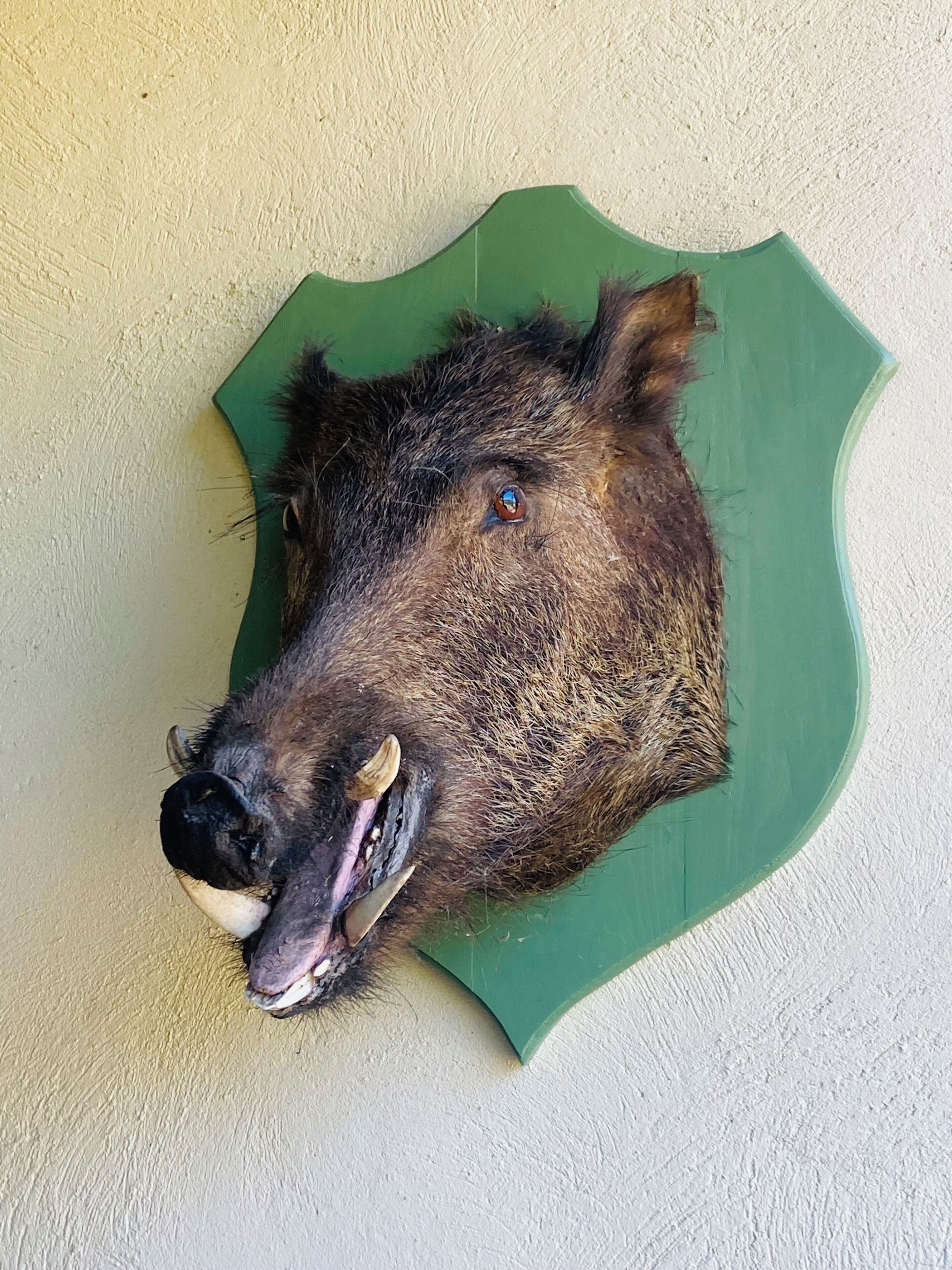 A mounted animal head on a green background.