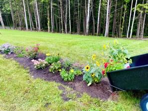 A garden with various flowers and a wheelbarrow.