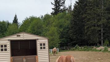 Un écurie où un cheval broute, entouré d’arbres et d’une zone délimitée par une clôture.