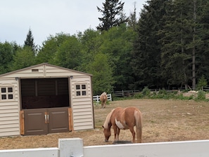Ein Stall mit einem grasenden Pferd, umgeben von Bäumen und einem eingezäunten Bereich.