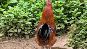 A rooster standing in a garden with dense green foliage in the background.