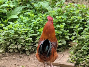 Un coq se tient dans un jardin, avec un feuillage vert et dense en arrière-plan.