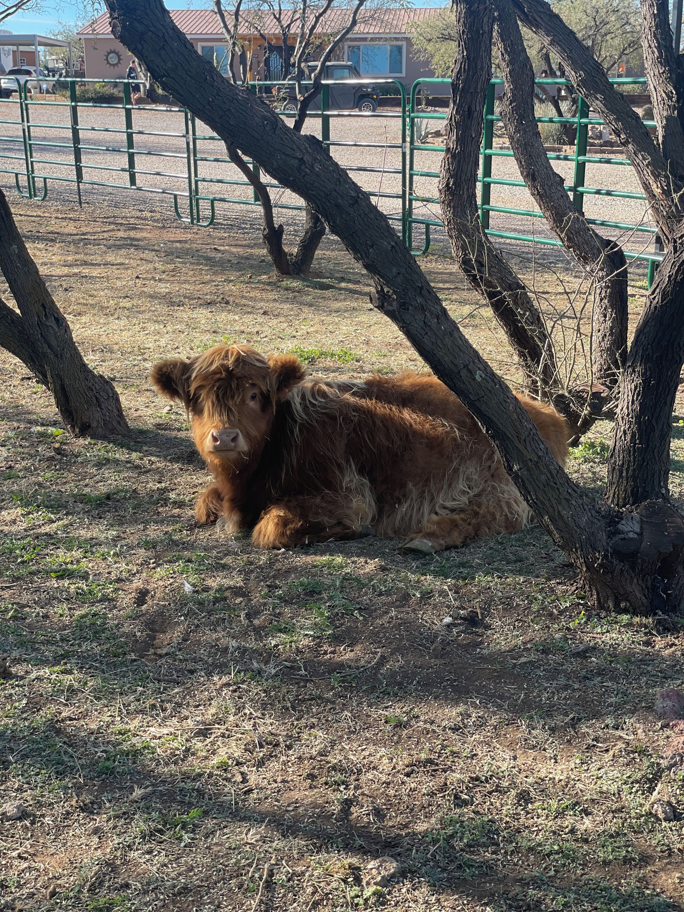 A calf resting under a tree in a fenced area with a building in the background.