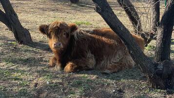 A calf resting under a tree in a fenced area with a building in the background.