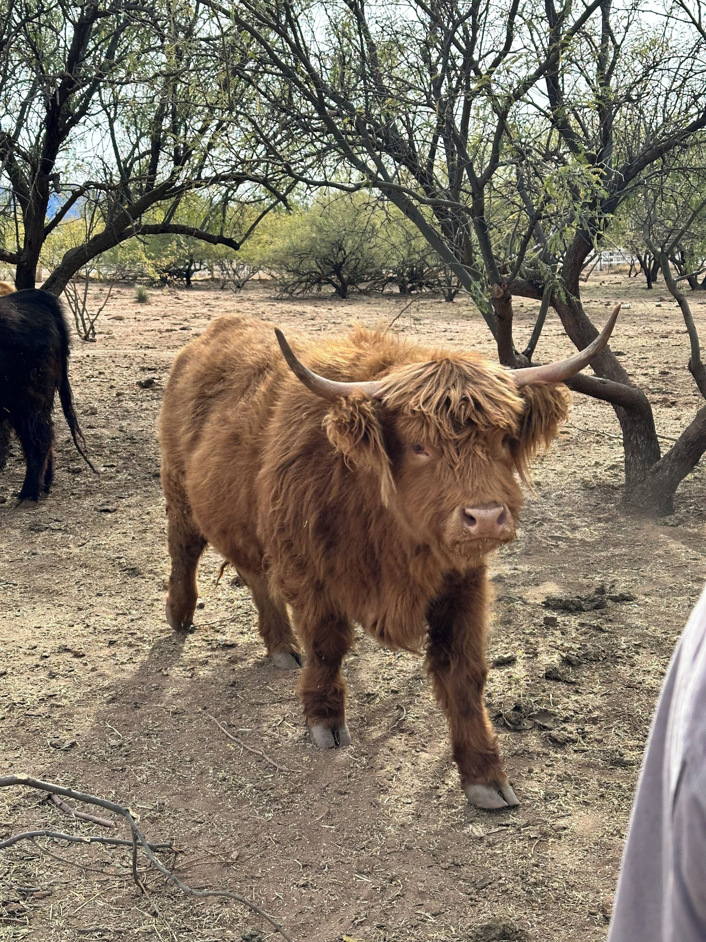 Une vache des Highlands dans un champ aride et dégagé, avec quelques arbres clairsemés.